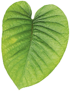 Ha-Ra Blatt